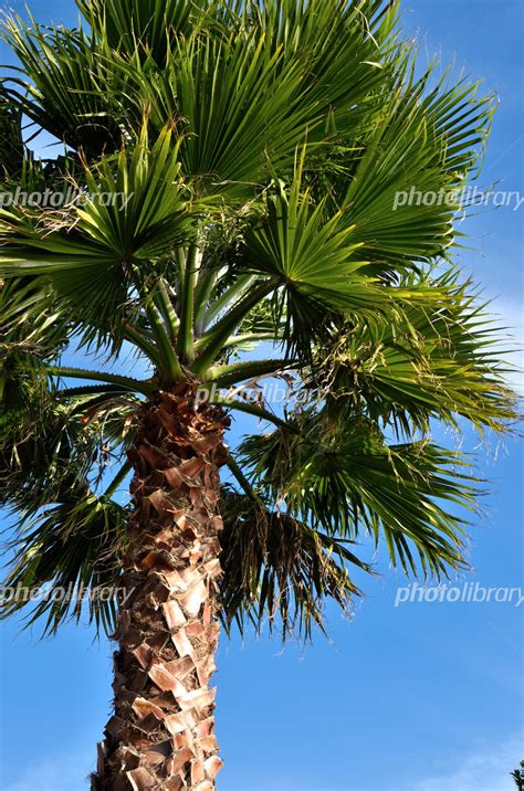 棕櫚樹根
